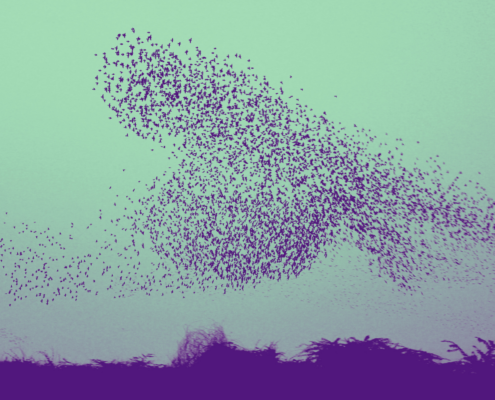 Vogelschwarm - Sinnbild für zukunftsfähige Führung