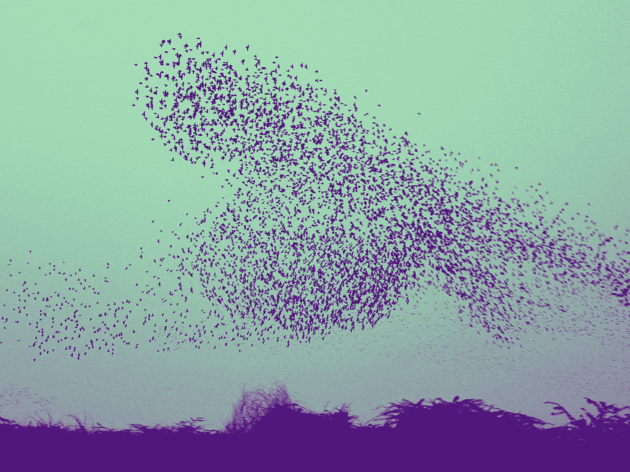 Vogelschwarm - Sinnbild für moderne Führung